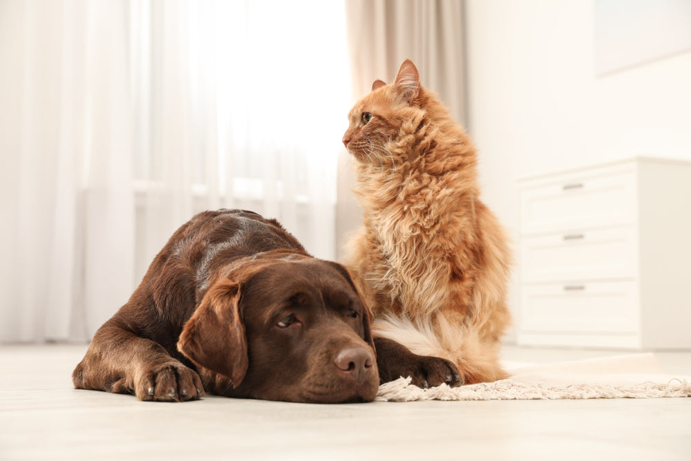 Cat and Dog Body Language
