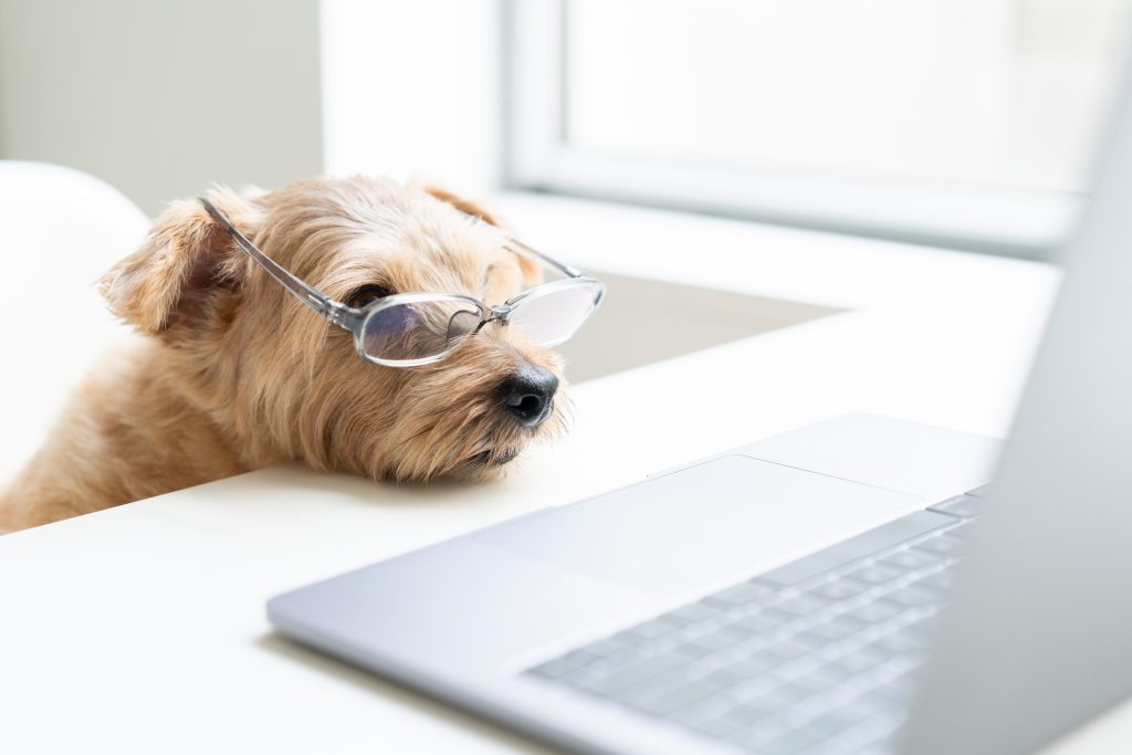 4 Practices to Keep your Pet in Tune with your Work Schedule