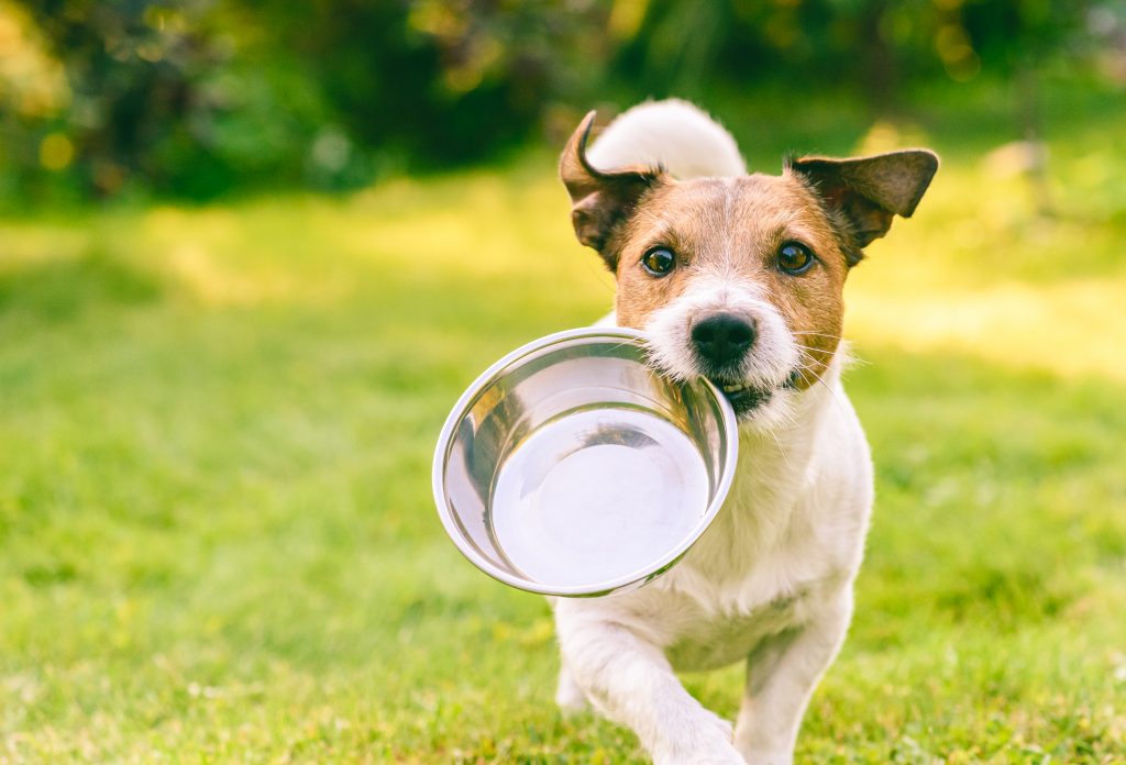 The Hidden Danger of Dog Treats