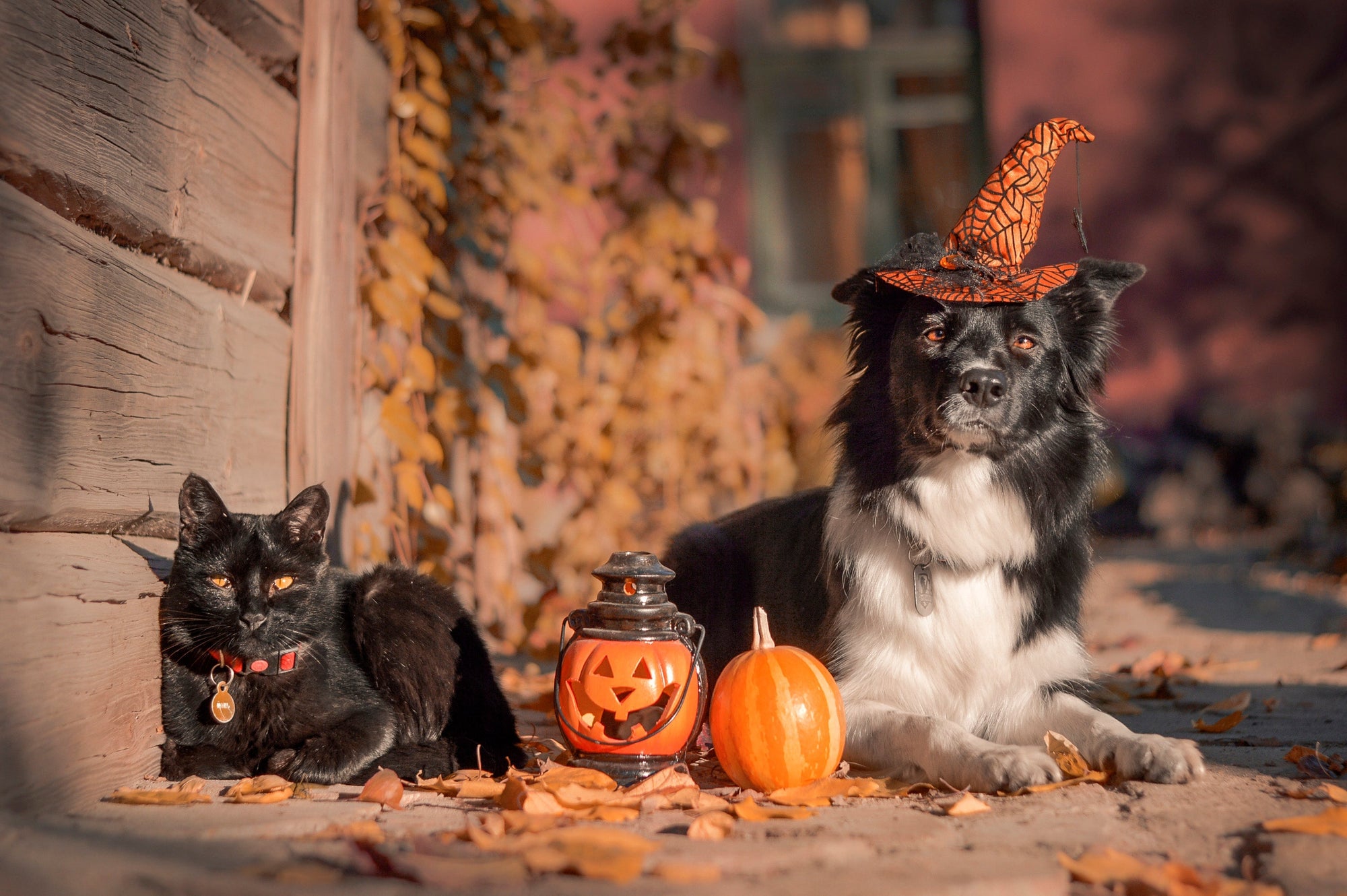 Keeping Your Pet Safe and Comfortable This Halloween