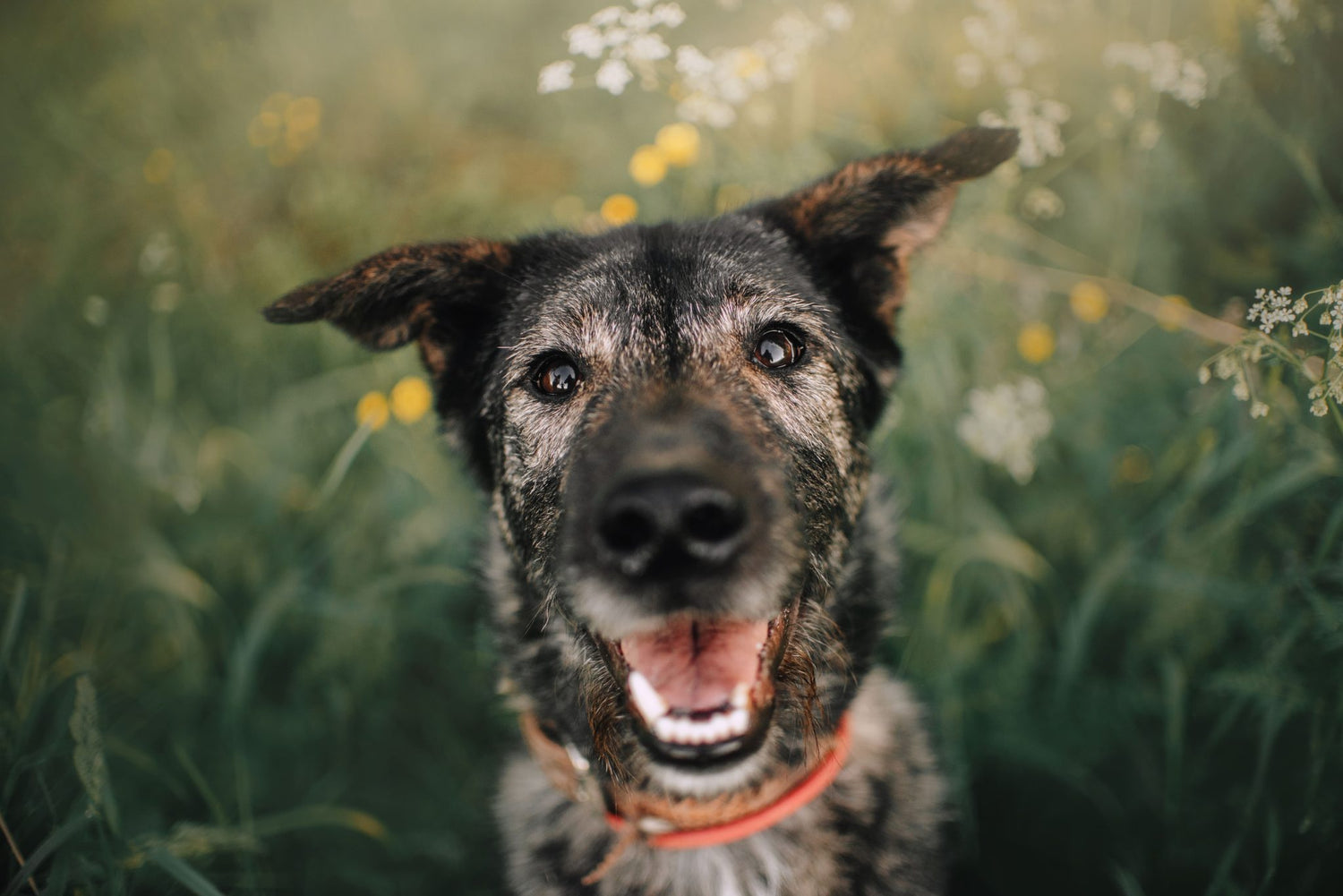 Adopt a Senior Pet Month (November)