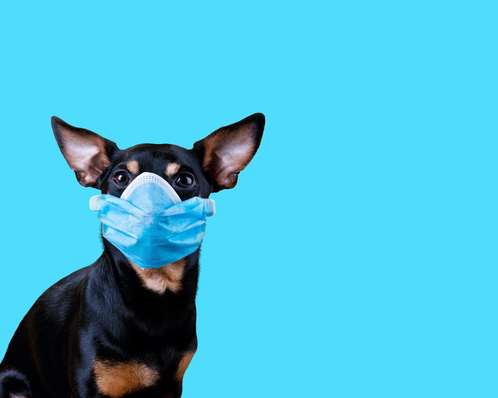 Canine Respiratory Disease: Protecting Your Pup