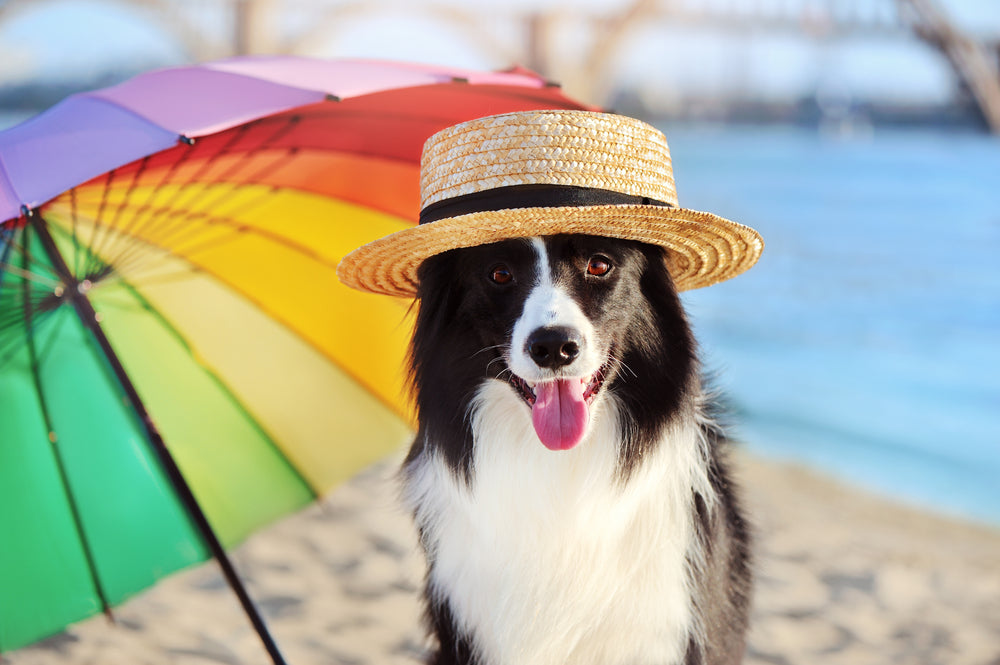 Keeping Your Pet Cool for the Summer
