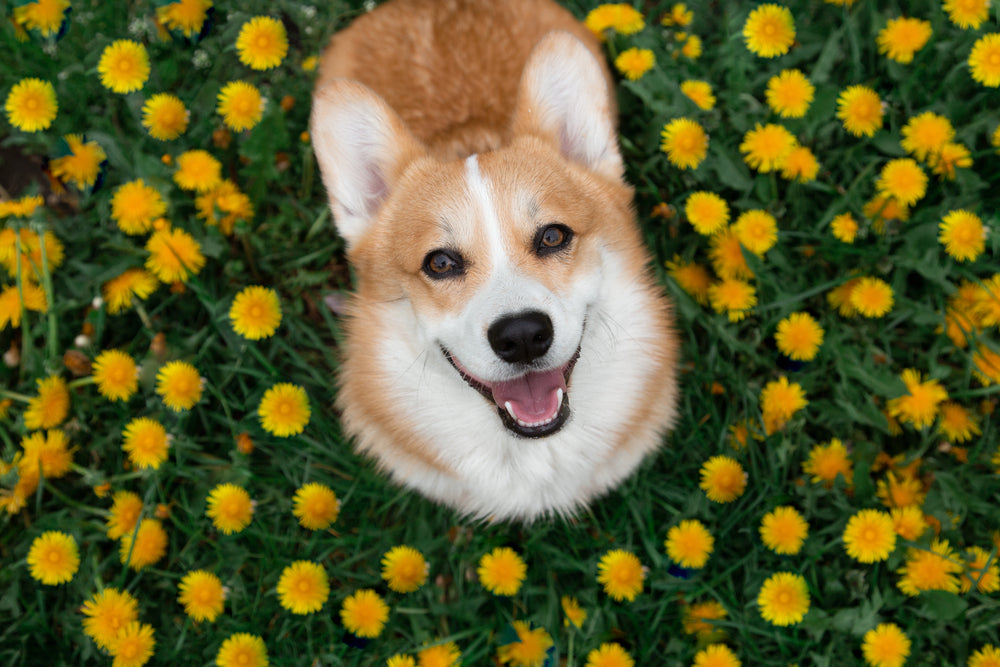 Dog Breed Profile: The Pembroke Welsh Corgi!