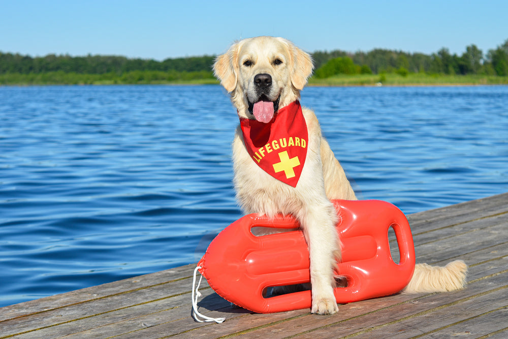 Lifeguard Dogs: Your Pup and Water
