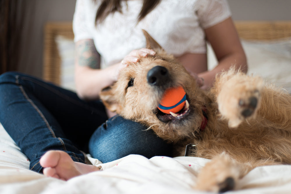 How to Prepare Yourself to be a First-time Pet Parent