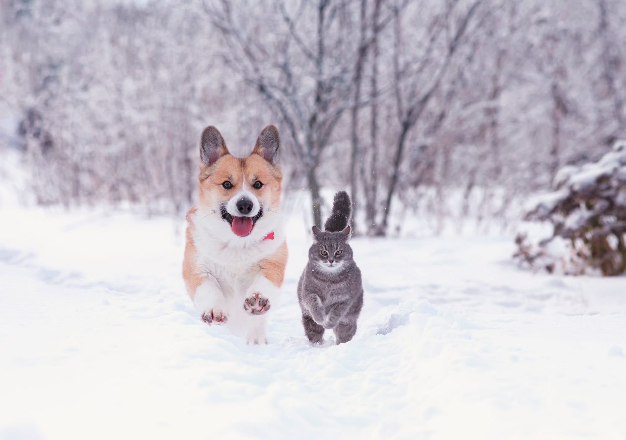 5 MORE Winter Care Tips for Pets
