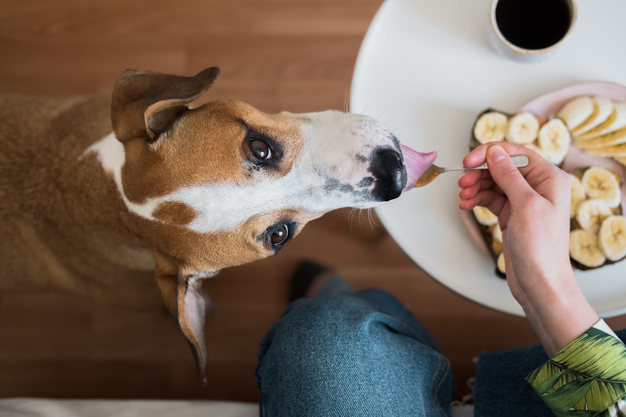 10 Foods Your Dog Should Never Eat