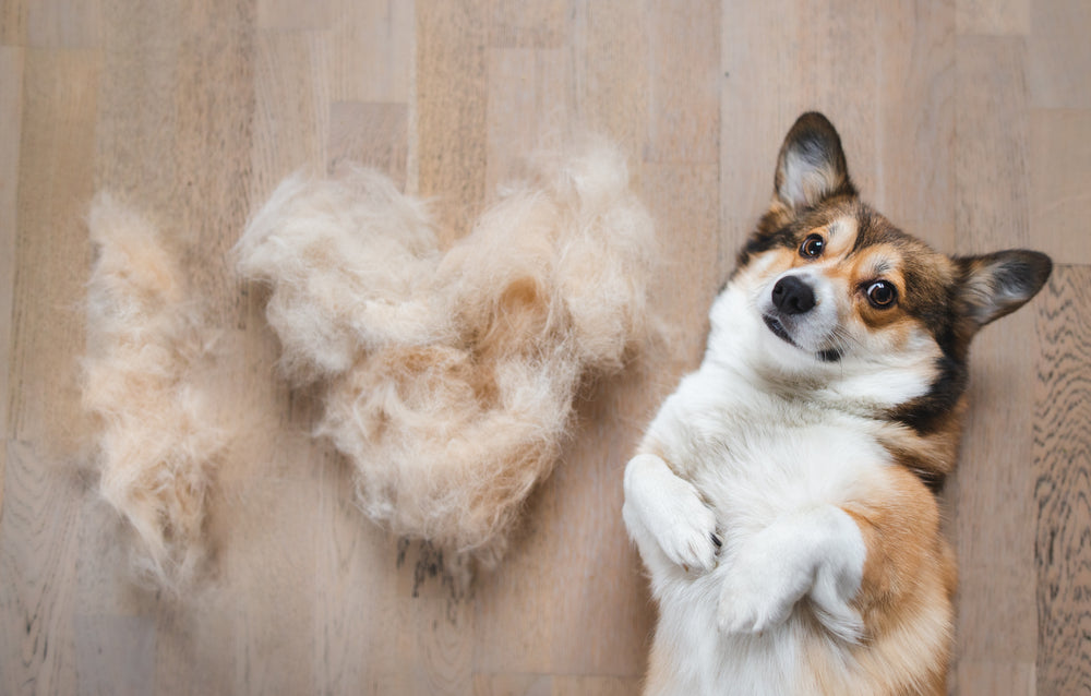 Tips to Control the Shedding