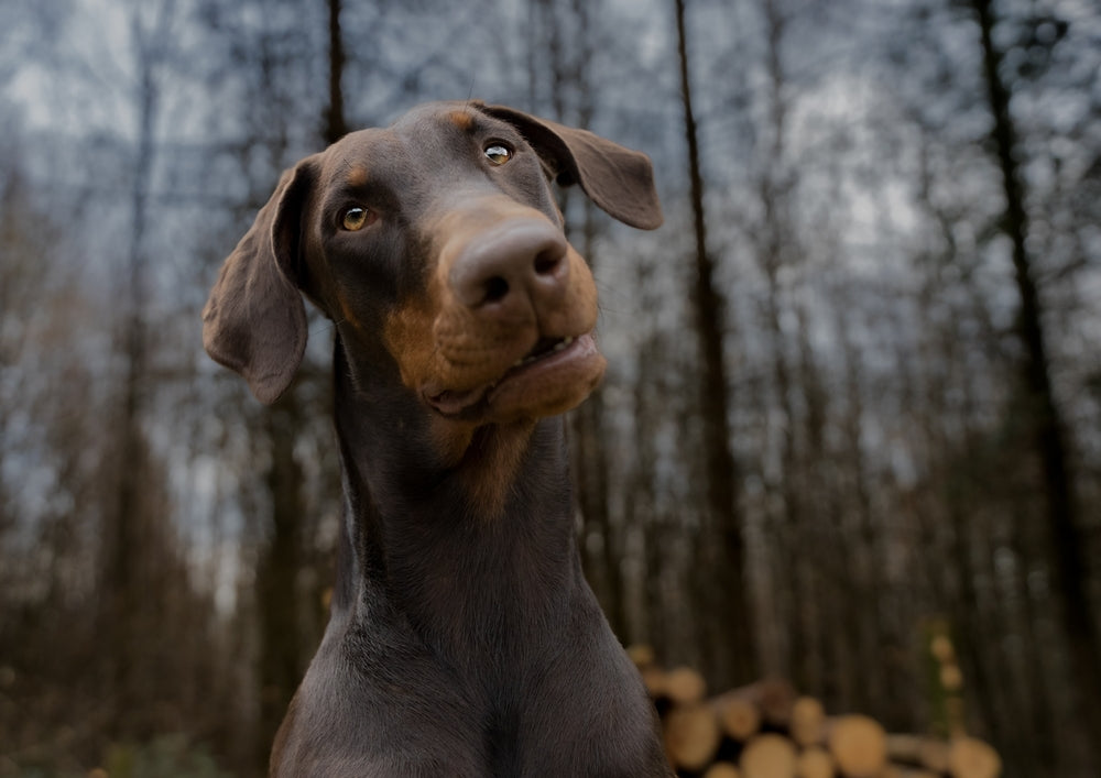 Doberman Pinscher: Dog Profile