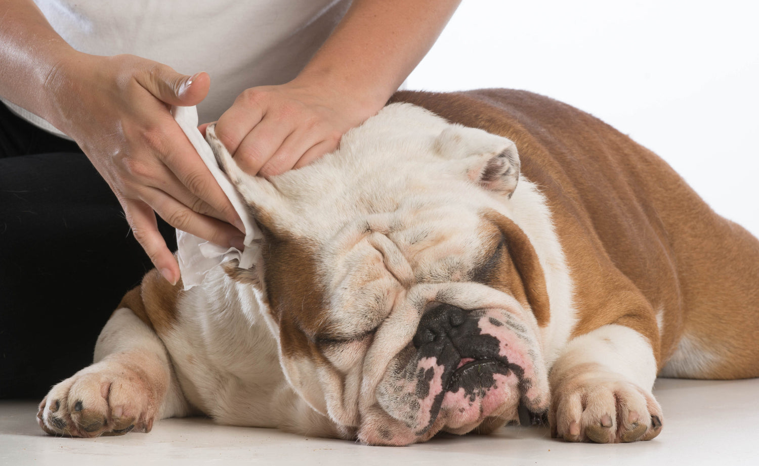 How to Clean Your Dog’s Ears (and Your Pug’s Face!)
