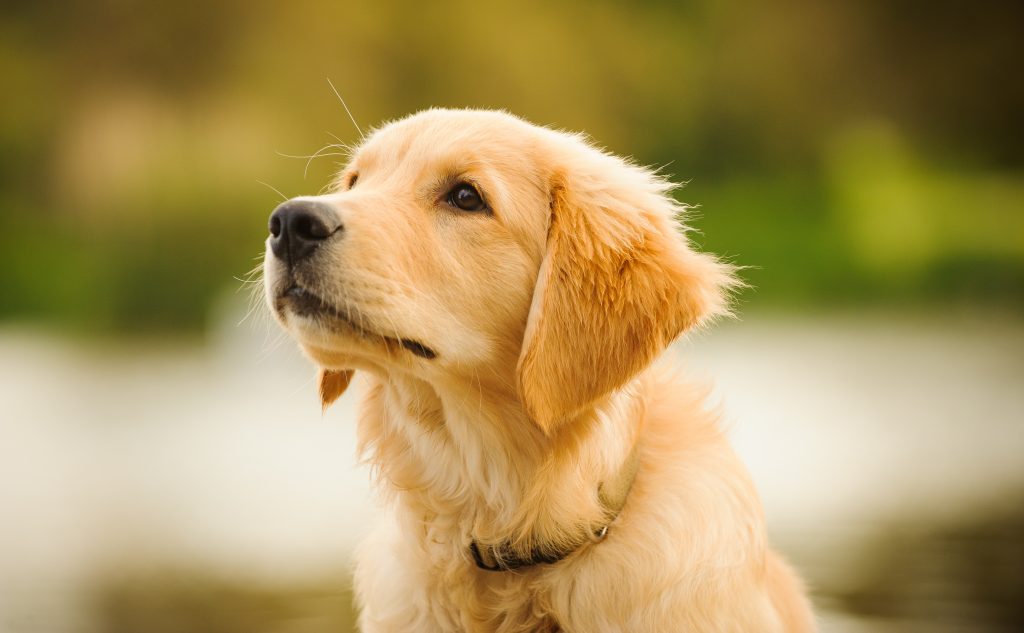 Dog Breed Profile: Golden Retrievers