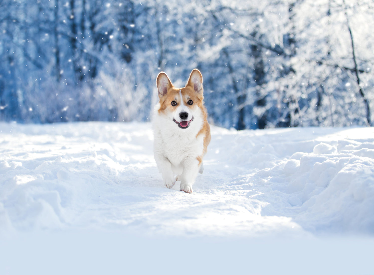 10 Winter Care Tips for Dog Owners