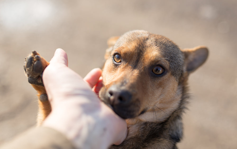 Pet Rescue and Adoption Awareness