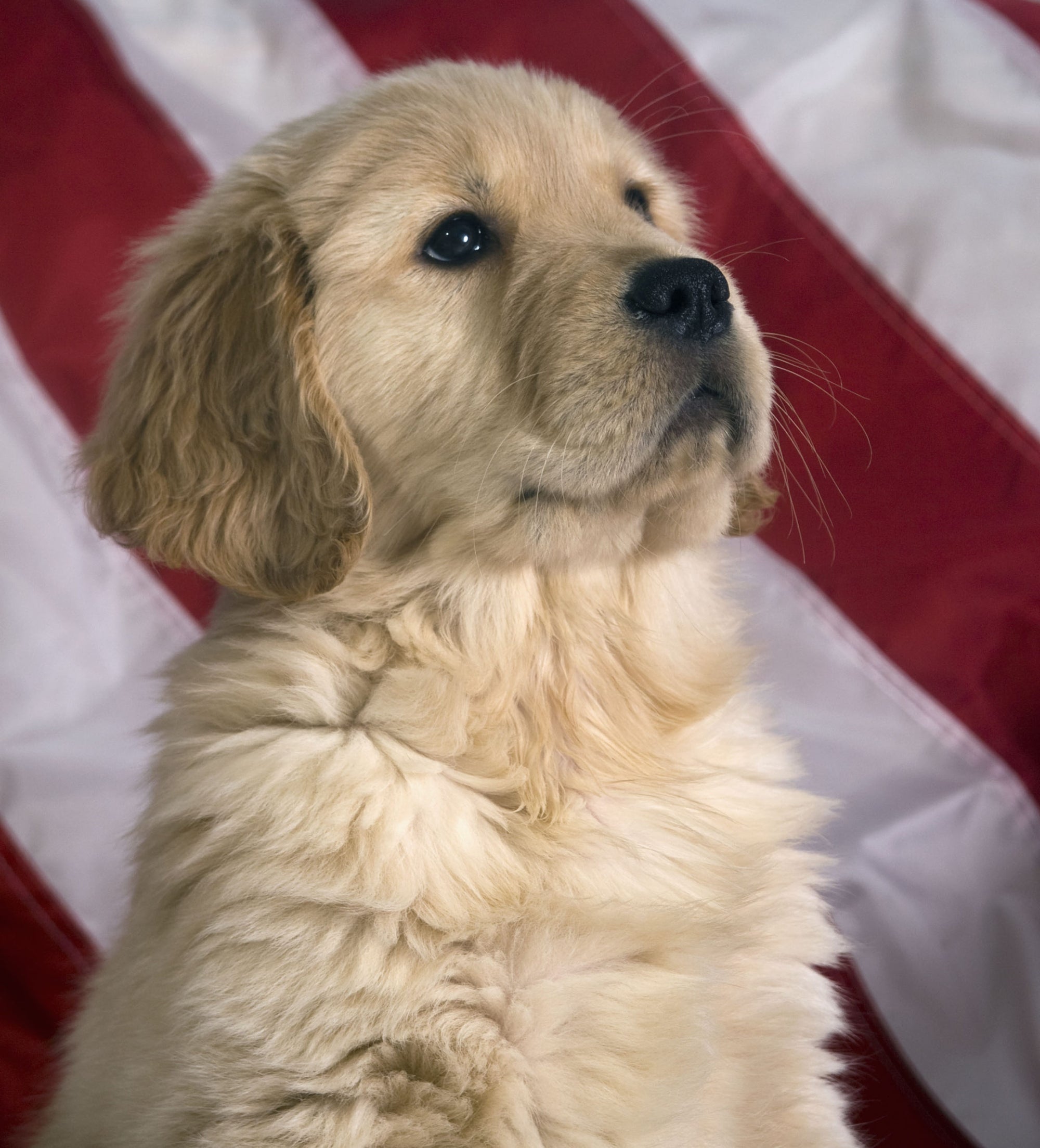Keep Your Pets Safe This 4th of July