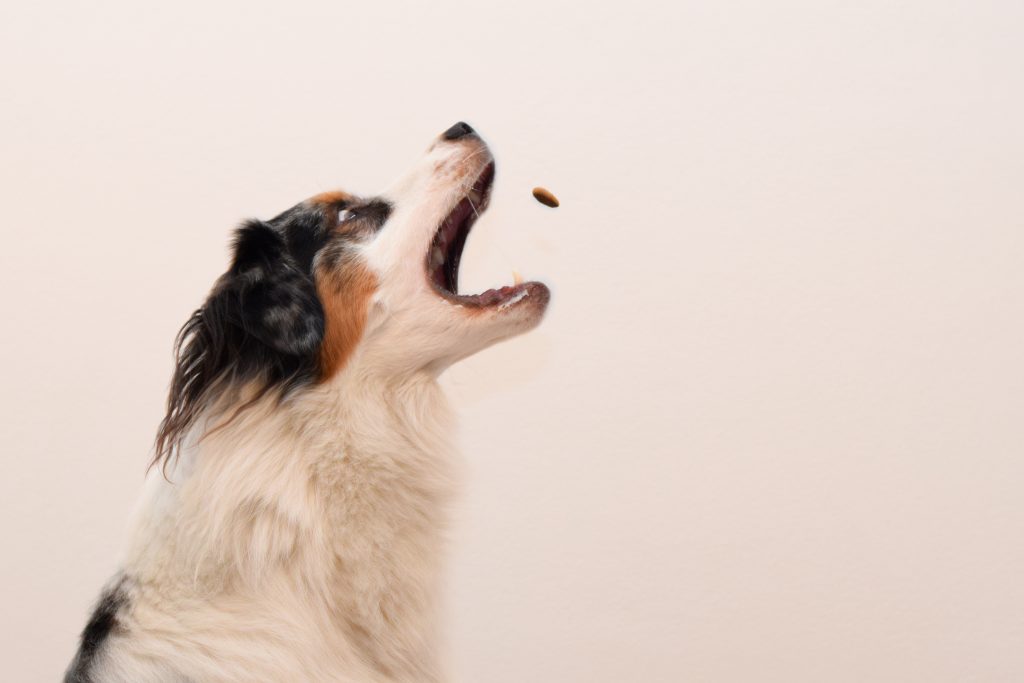 The 5 Healthiest Organic Dog Treats
