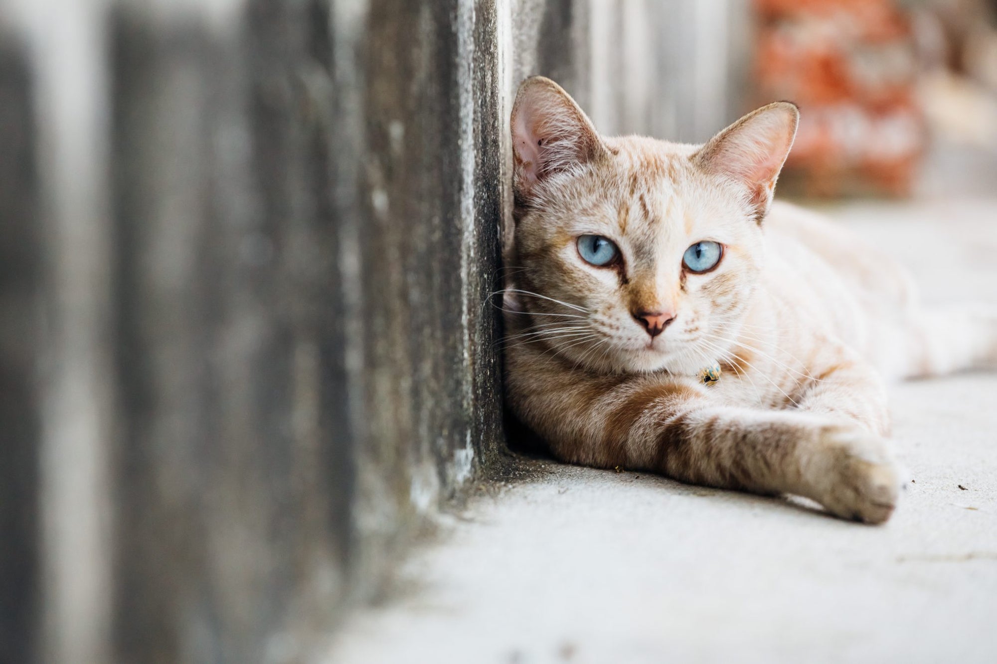 How to Safely Approach a Stray Cat