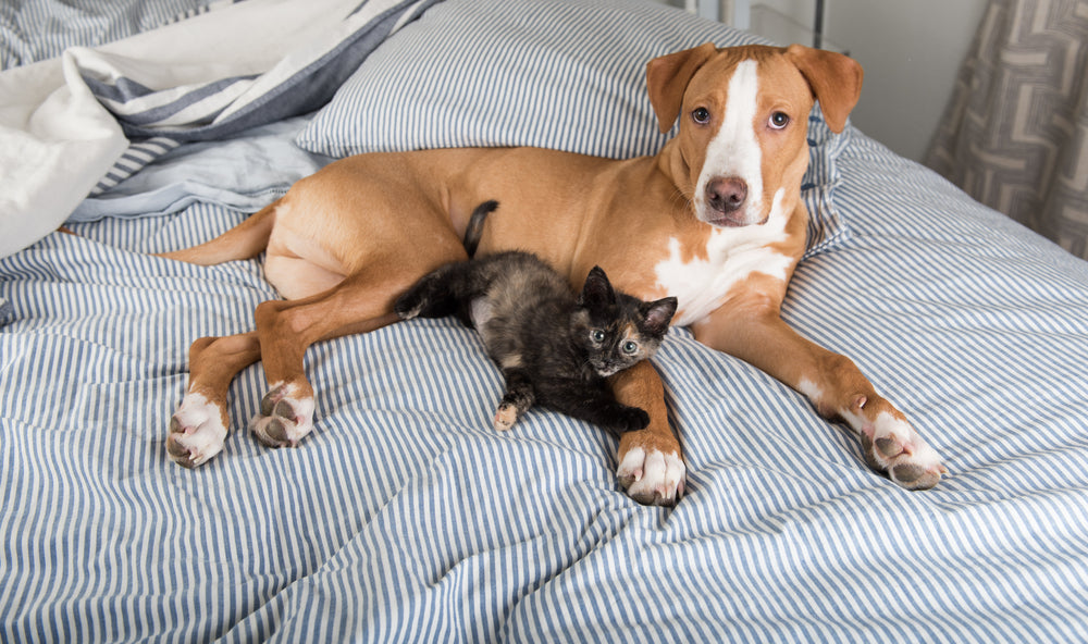 Should Your Pet Sleep In Your Bed?