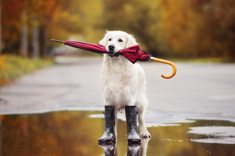 Rainy Day Dog Walking Essentials