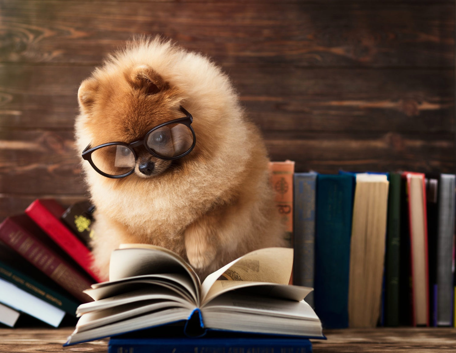 10 Books Every Pet Lover Will Enjoy