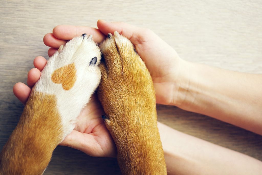 A Basic Guide to Pet Insurance: Everything You Need to Know!