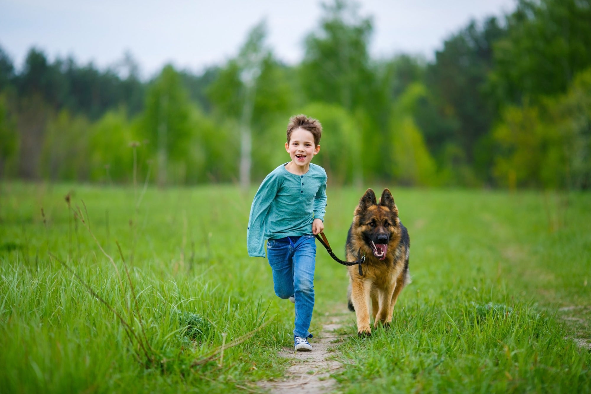 German Shepherd Shedding Management