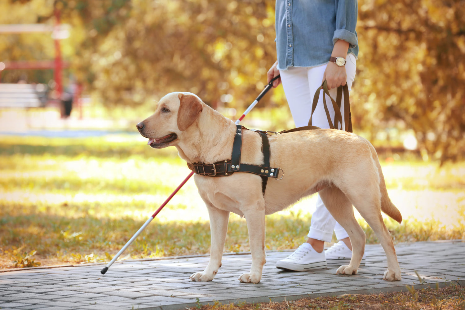 Emotional Support Dogs