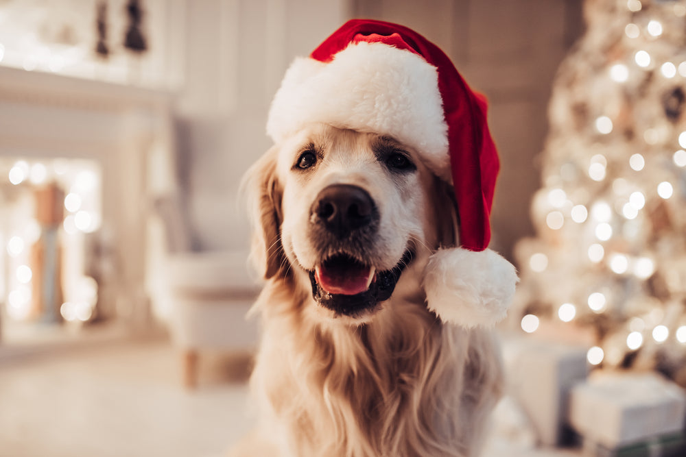 Holiday Food Ideas For Your Pet