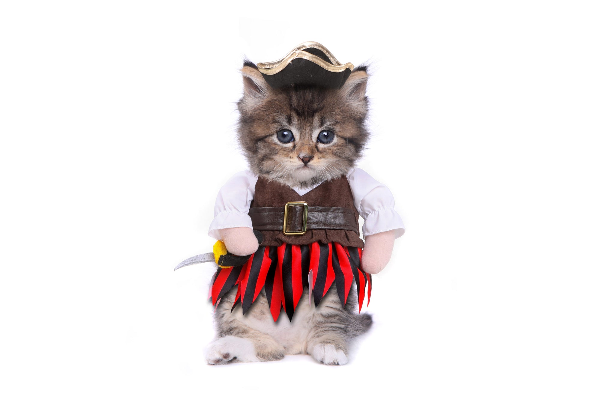 National Meow Like A Pirate Day, Ever Heard Of It?