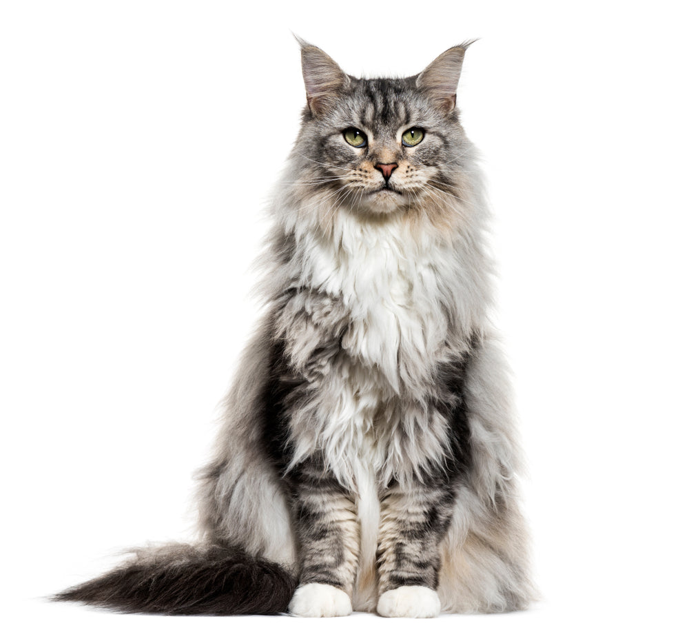 Cat Profile: Maine Coons