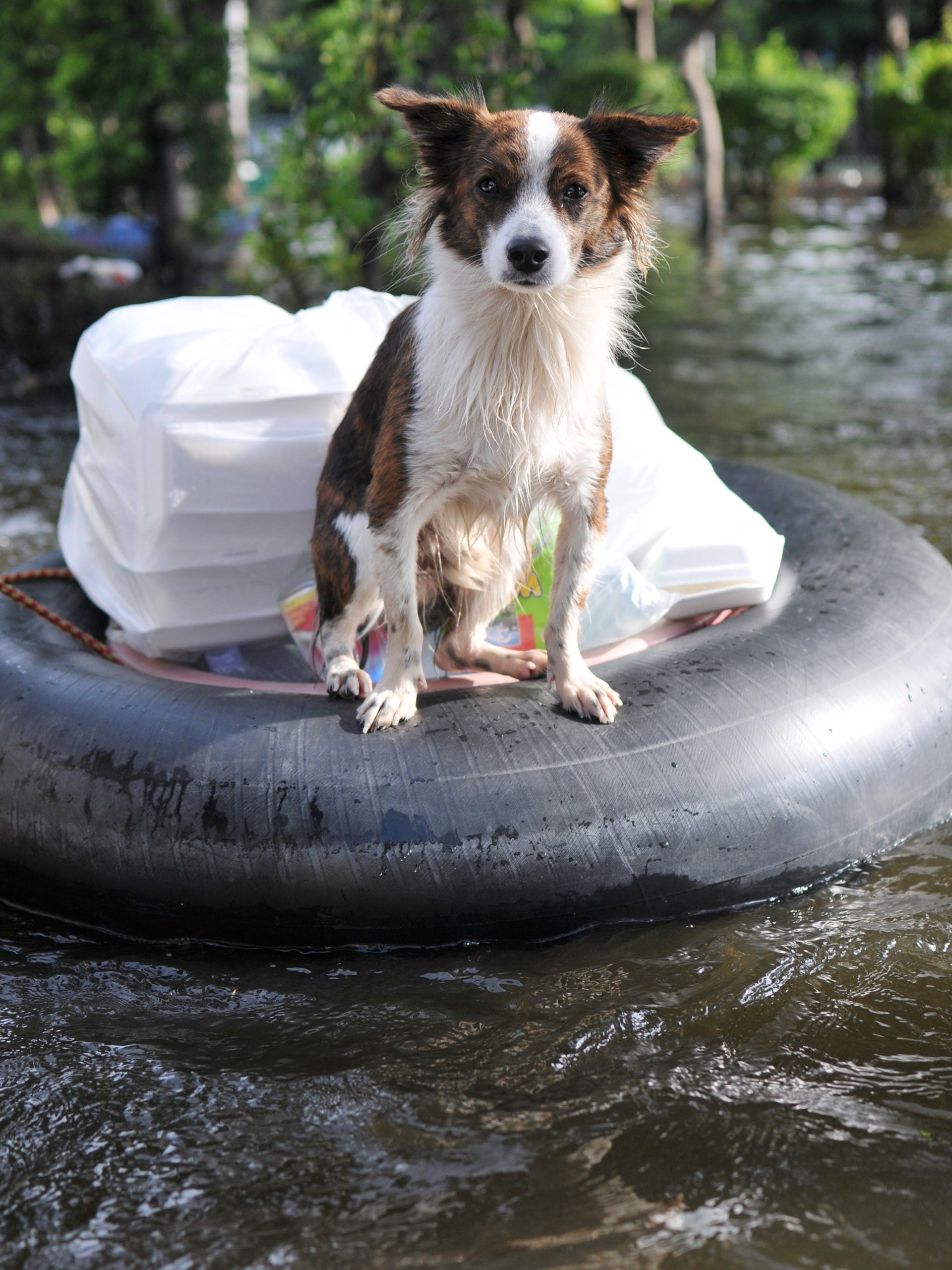 What To Do With Your Pet During A Natural Disaster