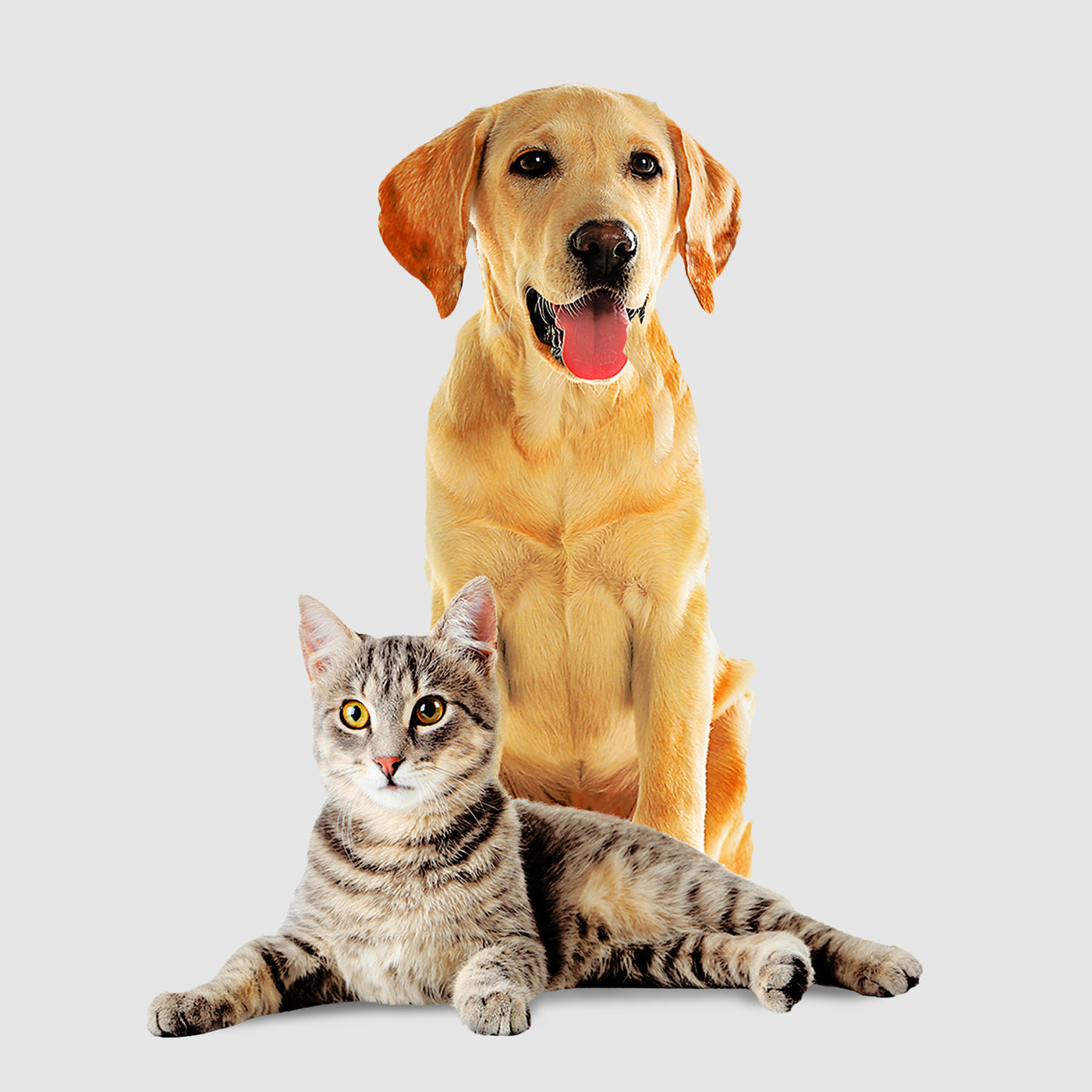 Lilly Brush Live Furlessly with our Pet Hair Removers